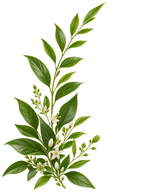 Botanical decoration
