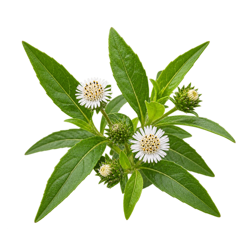 Bhringraj