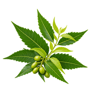 Neem