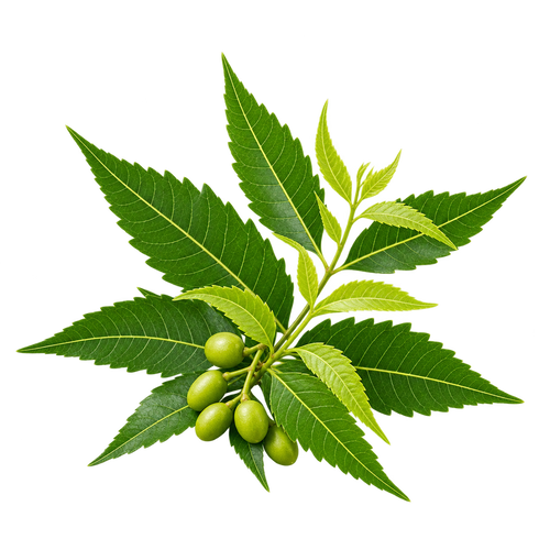 Neem